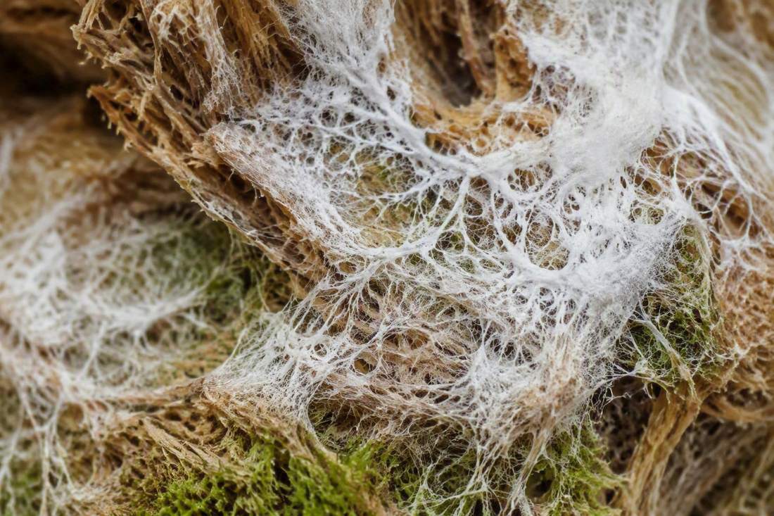 Mycelium filaments colonising an agricultural residue substrate